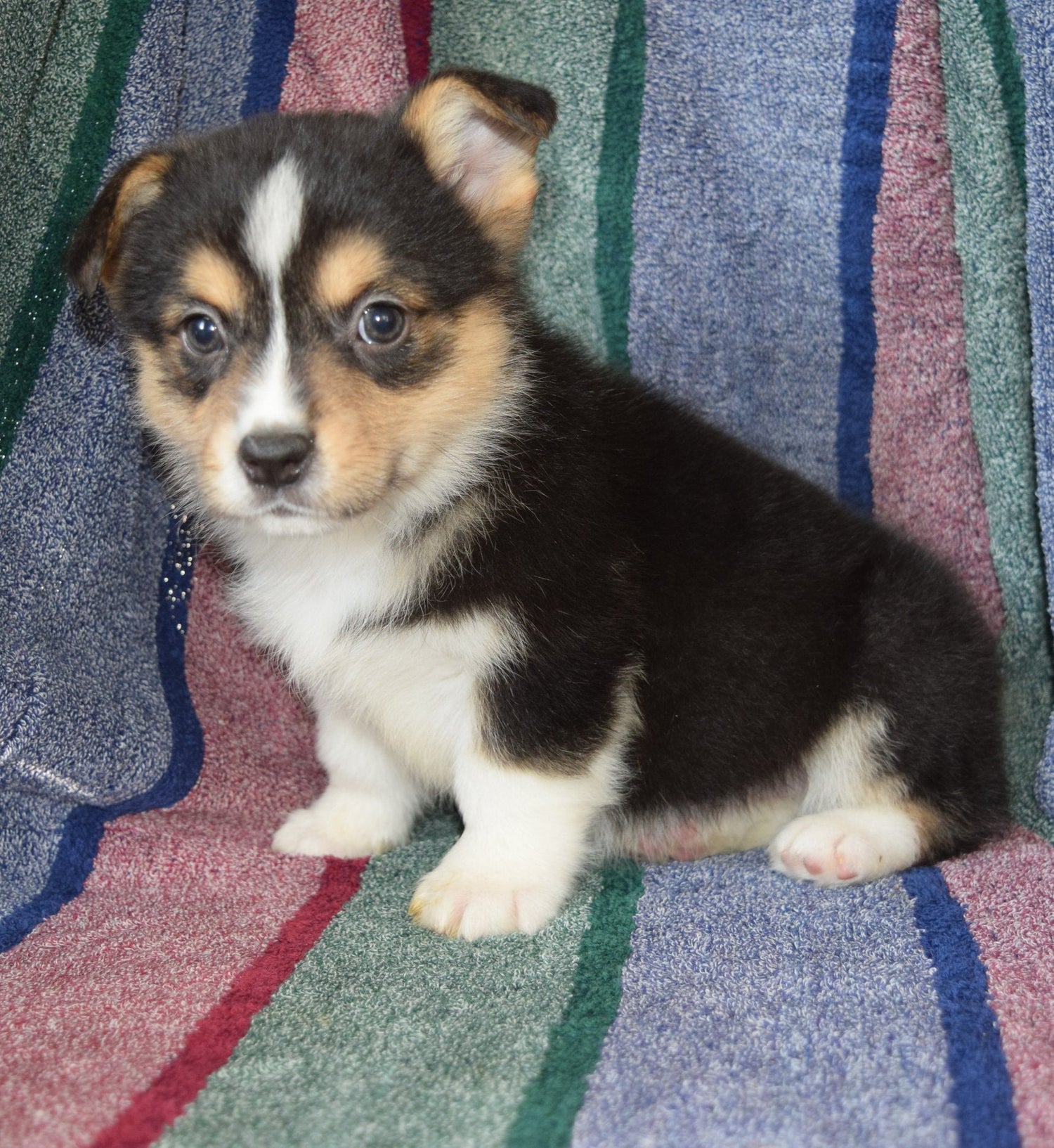 The best dog gear for our 7-year-old corgi